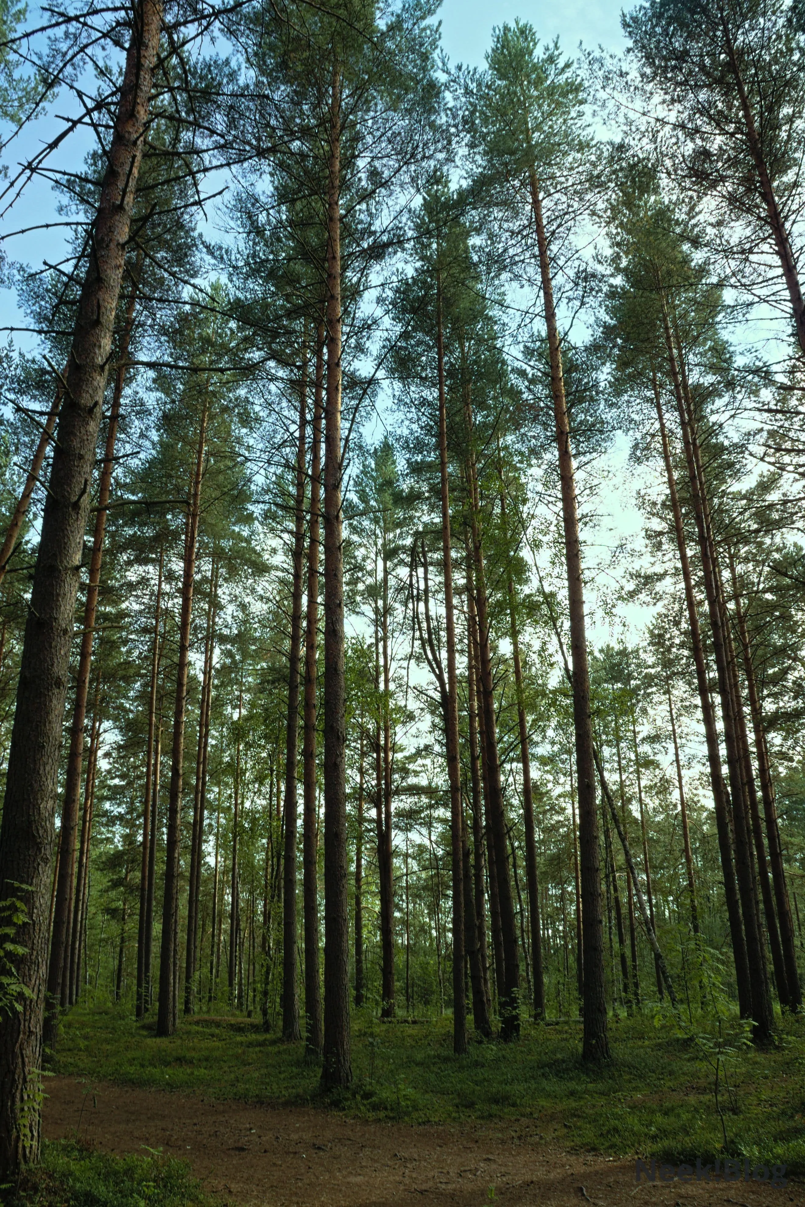 Хвойный лес